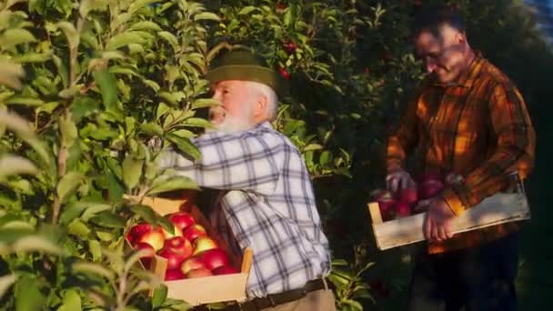 Sunny perfect autumn day in the middle of apple orchard good looking old man farmer together with his son collect the ripe apples from the tree and put in the wooden chest — Stock Video