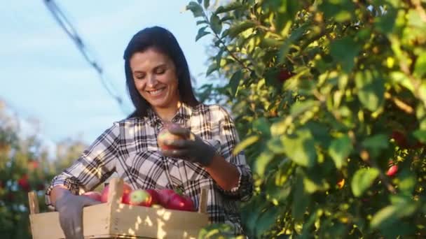 Sorridente grande donna meravigliosa nel frutteto di mele che tiene il petto di legno, mentre raccogliere altre mele fresche mature dall'albero — Video Stock