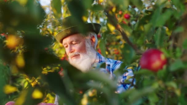 Primo piano alla macchina fotografica che lavora concentrato vecchio agricoltore al suo frutteto di mele biologiche prende la mela matura dall'albero — Video Stock