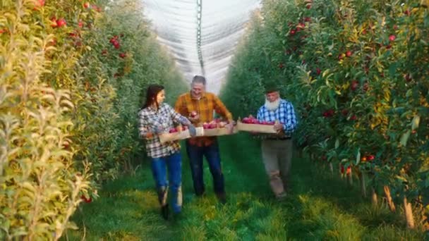 富有魅力而又兴奋的老农场主和他的家人一起捡苹果，他们拿着木箱走在摄像机前 — 图库视频影像