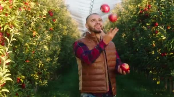 Koncepcja żywności ekologicznej w środku sadu jabłkowego młody charyzmatyczny rolnik dżungla człowiek z dojrzałych jabłek przed kamerą — Wideo stockowe