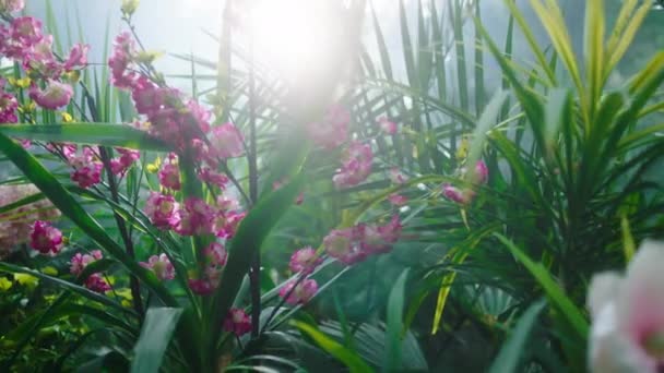 素晴らしい花や植物のビデオを撮る中小企業のカリスマ的な大規模な温室の概念の前に閉じます。ARRIアレクサミニで撮影. — ストック動画
