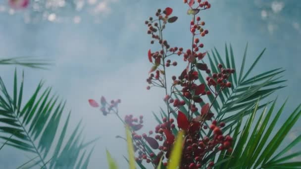 Перед камерой красивые растения и цветы крупным планом в теплице концепции цветочного бизнеса — стоковое видео