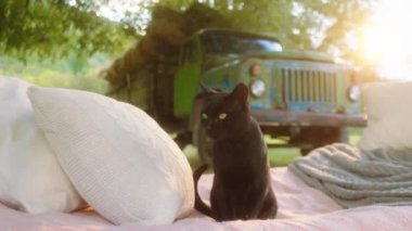 Harika bir siyah kedi kameranın önünde, terasta yatağın yanında soğuyor.