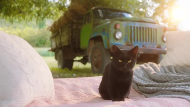 Vidéki életmód jóképű fekete macska hűtés az ágyon kívül a ház mellett a kertben — Stock videók