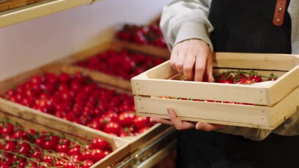 農家は、有機野菜店の棚に木の箱からいくつかの新鮮なトマトを追加します。ARRIアレクサミニで撮影. — ストック動画