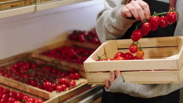 I de økologiske grøntsager shop landmand tage nogle høst af tomater fra trækasse og annonce til træ hylder – Stock-video