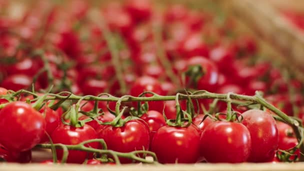 유기농 야채 가게에서는 목공 산업의 개념인 나무 상자에서 신선 한 토마토 비디오 클로즈업을 하고 있습니다. — 비디오