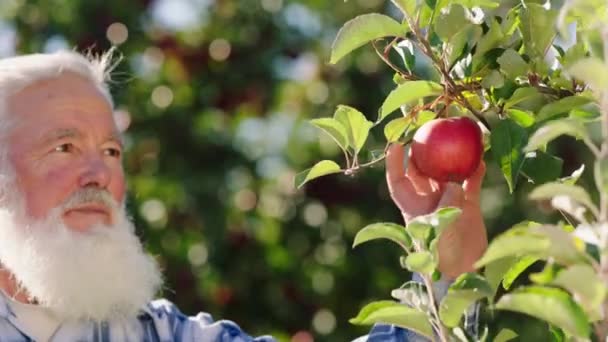 Concetto di agricoltura raccolto cibo bello vecchio agricoltore raccogliere alcune mele mature fresche dall'albero. Girato su ARRI Alexa Mini — Video Stock