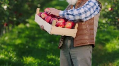 Organik meyve bahçesinin ortasında yaşlı bir adam ahşap sandığı alır ve güzel bir sonbaharda elma hasadını dikkatlice düzenler.