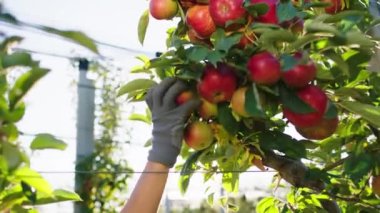 Modern elma bahçesinde sonbahar günü erken saatlerde çiftçi organik gıda ve tarım endüstrisi kavramından olgun kırmızı elmayı topluyor.
