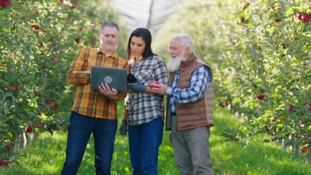 In een moderne appelboomgaard lopen mooie vrouw en man samen met een oud uitziende boer door de boomgaard en gebruiken laptop om de oogststatistieken van dit jaar te analyseren. — Stockvideo