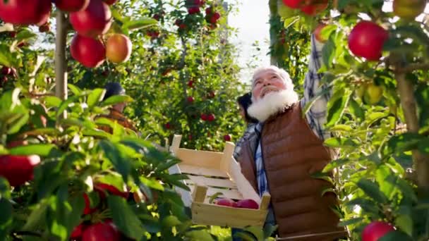 秋天阳光明媚的一天，在大苹果园中央，老农夫抱着一个木箱，从树上捡起成熟的苹果 — 图库视频影像