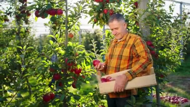 All'inizio della giornata autunnale nel frutteto di mele un bell'uomo maturo contadino raccogliere il raccolto di mele dagli alberi e mettere nel petto di legno — Video Stock