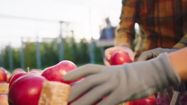 Perfecto día soleado en el otoño el viejo granjero junto con su familia recogen la cosecha de manzanas del huerto ponen las manzanas maduras en el cofre de madera — Vídeos de Stock