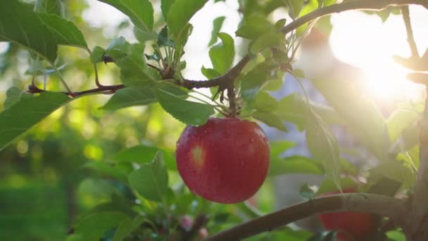 Conceito de agricultura indústria closeup para a câmera velho agricultor pegar uma maçã orgânica vermelha da árvore no meio do pomar de maçã — Vídeo de Stock