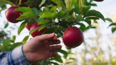 Elma bahçesi çiftçisinin kamerasına yakın çekim. Ağaçtan olgun organik elmayı çok dikkatli bir şekilde al.