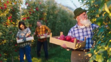İyi görünümlü çiftçi ve iki yetişkin çocuğu elma bahçesinde birlikte çalışıyor ağaçtan elma hasadını topluyor ve tahta sandığa koyuyor.