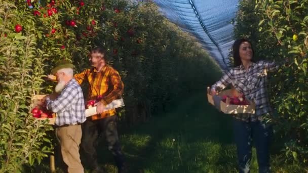 Concepto de la industria agrícola en el huerto de manzanas Los miembros de la familia que trabajan juntos recogen la cosecha de manzanas de los árboles en un día soleado perfecto — Vídeo de stock