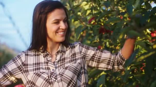 Харизматична з гарненькою посмішкою фермеркою в яблучному саду збирає стигле свіже яблуко з дерева в ідеальний сонячний день — стокове відео