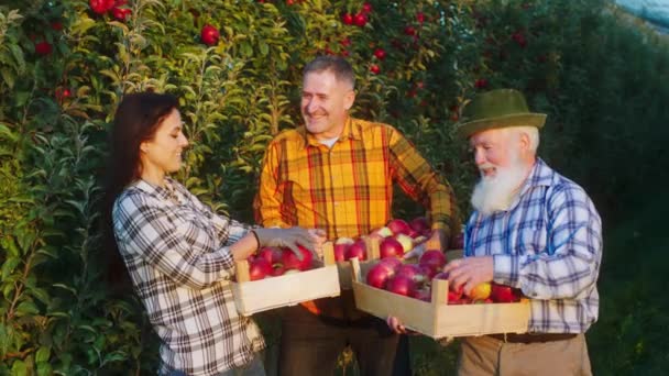 Μεγάλα μέλη της οικογένειας των αγροτών χαμόγελο μετά το τέλος τους για να πάρει όλα τα μήλα σταματήσει συγκομιδή μπροστά από την κάμερα και συζητώντας κρατώντας το ξύλινο στήθος γεμάτο ώριμα μήλα — Αρχείο Βίντεο