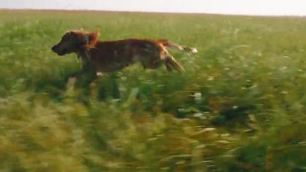 Rasant laufender schöner und sehr süßer Hund Englischer Cockerspaniel mitten auf der grünen Wiese — Stockvideo