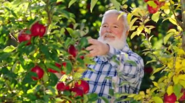 Güzel organik meyve bahçesi yaşlı çiftçi dikkatli bir şekilde organik taze meyve konseptinden hasat topluyor. 4k