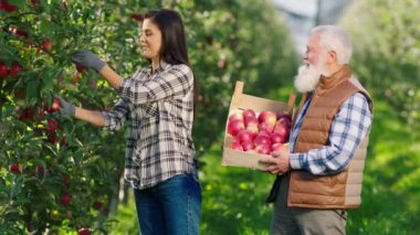 Modern organik elma bahçesi güzel kadın ve yaşlı çiftçi birlikte çalışarak güzel güneşli bir günde ağaçlardan elma hasadını toplarlar.