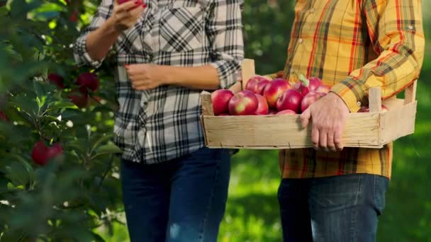 Родина фермерів посеред яблуневого саду обережно підніміть урожай яблук і поставте в дерев'яні груди на початку осіннього дня — стокове відео