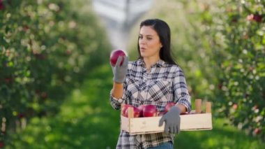 Elma bahçesinde gülümseyen güzel kadın çiftçi elinde kırmızı elmalarla dolu ahşap bir sandık tutuyor ve organik meyve konseptini kokluyor.
