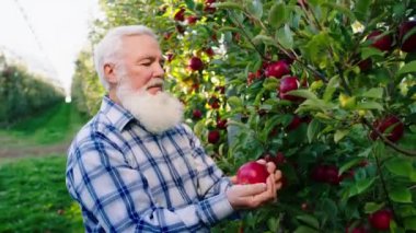 Kameranın önünde büyük bir elma bahçesi var. Yaşlı çiftçi ağaçtan olgun elmayı alıyor. Hasat için çok heyecanlı.