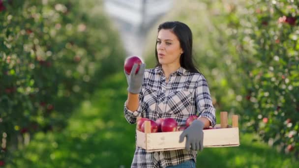 Улыбаясь красивая женщина фермер в яблоневом саду она держит деревянный сундук полный красных яблок и нюхает яблоки органические фрукты концепции — стоковое видео