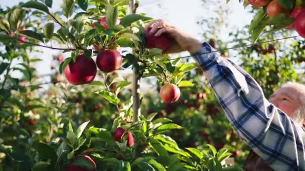 Harika bir elma bahçesinde yaşlı çiftçi çok karizmatik bir şekilde olgun taze elmayı ağaçtan alıp ahşap sandığa koyar. 4k — Stok video