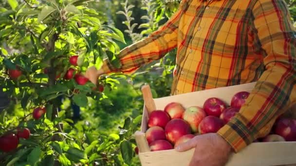 秋天阳光明媚的日子里，农夫在他的有机苹果园里很有魅力，他从树上摘下成熟的红苹果，放在木箱里采摘 — 图库视频影像