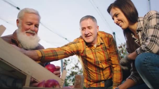 Zeer charismatische oude man boer samen met zijn zoon en dochter in het midden van de appelboomgaard ze eindigen om de appeloogst op te halen en de oogst te regelen in de houten kist — Stockvideo