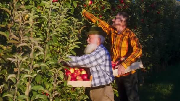 Early autumn day in the apple orchard charismatic old man farmer together with his son pick up the apple harvest from trees in the wooden chest. 4k — Stockvideo