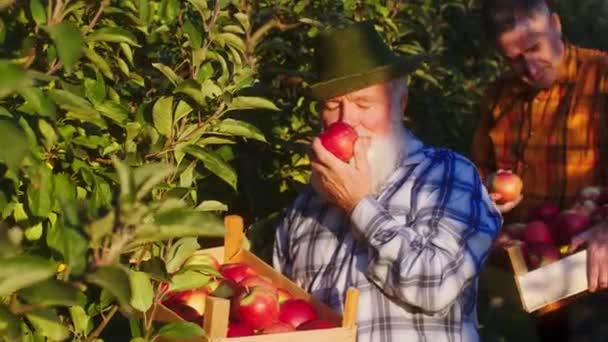 在摄像机前，老农夫和他的儿子一起从果园里捡苹果，老人闻到了成熟的红苹果的味道 — 图库视频影像
