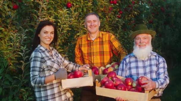 Smiling large charismatic farmer family members after a good job they end to pick up the apple harvest they posing in front of the camera excited holding some ripe fresh red apples wooden chest — Stock Video