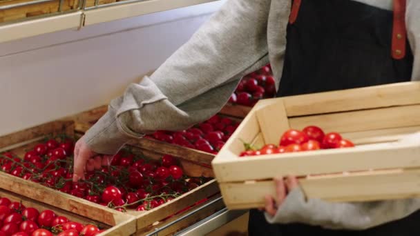 Boer in zijn biologische groentewinkel voegt verse tomaten uit de houten doos toe aan de planken — Stockvideo