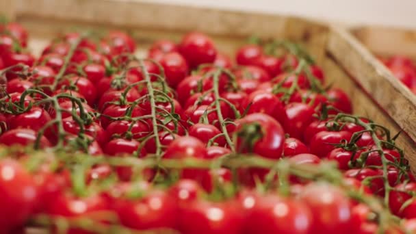 Närbild till kameran med video av en färsk tomat från trälådan i den ekologiska grönsaksaffären. Skjuten på ARRI Alexa Mini. — Stockvideo