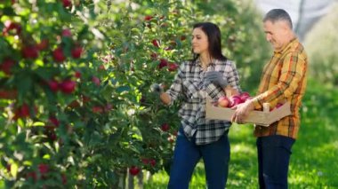 Güneşli bir sonbahar gününde elma bahçesinde birlikte çalışan harika çiftçiler ağaçtan elma hasadını toplarlar.
