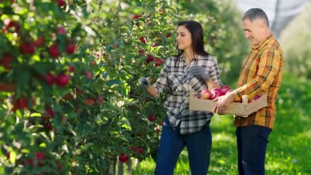 En un soleado día de otoño increíbles agricultores pareja en el huerto de manzanas trabajando juntos recoger la cosecha de manzana del árbol — Vídeos de Stock