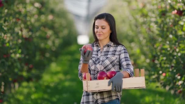 Свежие спелые яблоки с фруктовых деревьев, собранных красивой женщины-фермера она позирует с яблоней урожай перед камерой и нюхает яблоко и улыбается мило — стоковое видео