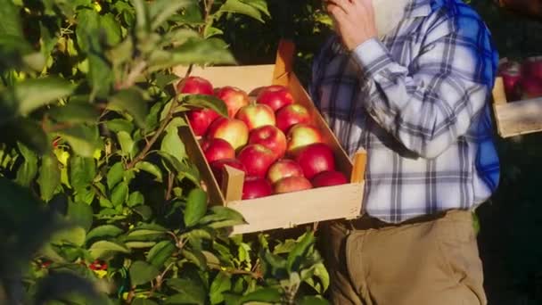 Dans le verger de pommiers vieil agriculteur ramasser soigneusement les pommes fraîches mûres de l'arbre et mettre dans la poitrine en bois — Video