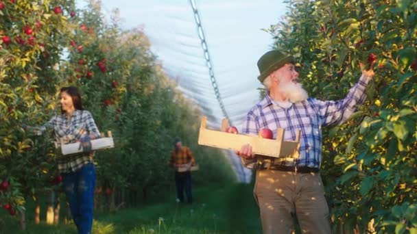 Büyük bir elma bahçesinde yaşlı bir çiftçi ve ailesi birlikte çalışarak sonbahar gününün erken saatlerinde elma hasadını toplarlar. — Stok video