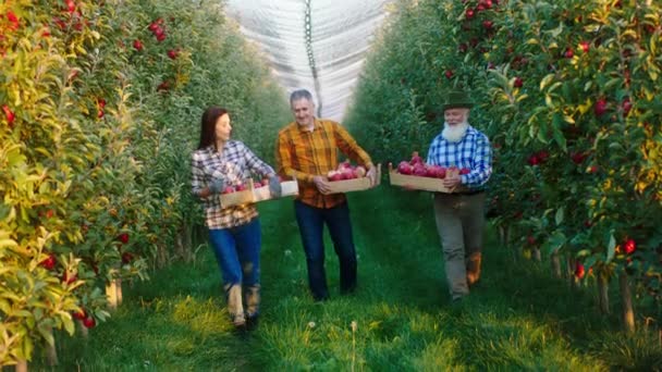 快乐的农家人拿着装满苹果的木箱走在苹果园中央，他们很兴奋。向ARRI Alexa Mini开枪 — 图库视频影像