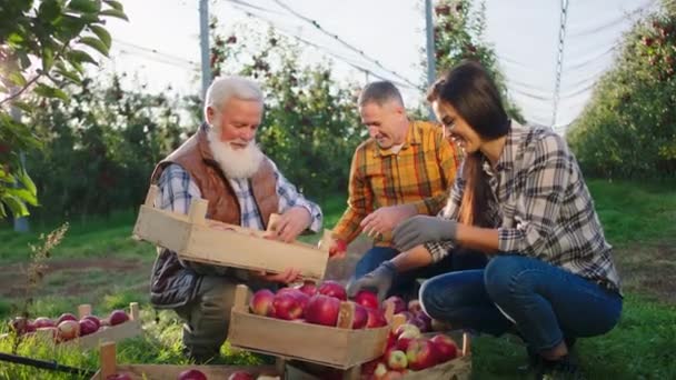 Famille de cultivateurs de verger de pommes biologiques tous ensemble fin heureuse pour recueillir la récolte de pommes du verger ils recueillent les pommes dans le coffre en bois — Video