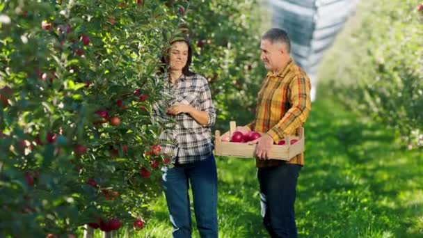 Сад органічних фруктів фермерський чоловік і його дружина збирають урожай разом, складені в дерев'яні груди, вони збуджують запах свіжих стиглих яблук, беручи їх з дерев. 4k — стокове відео