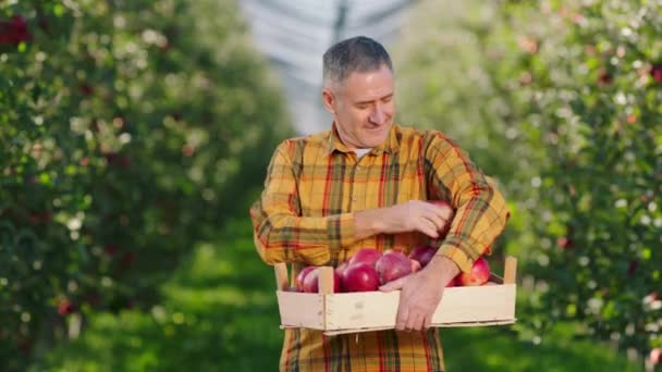 Захоплений зрілий фермер перед камерою посеред великого яблучного саду, що тримає дерев'яну грудину, повну червоних стиглих яблук і розташувати їх — стокове відео