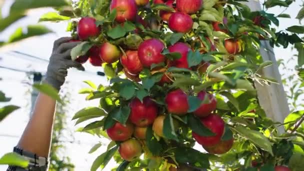 Na frente da câmera, a colheita de maçã orgânica madura fresca nas mãos do fazendeiro do pomar de maçã tira a maçã da árvore — Vídeo de Stock